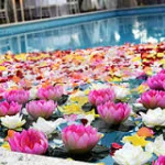 کاشت نیلوفر آبی و گیاهان آبزی در استخر